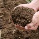 Plant organic compost fertilizer on farmer hand for planting